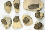 Lot - Bargain Trilobite Fossils From Morocco - Pieces #229642-2